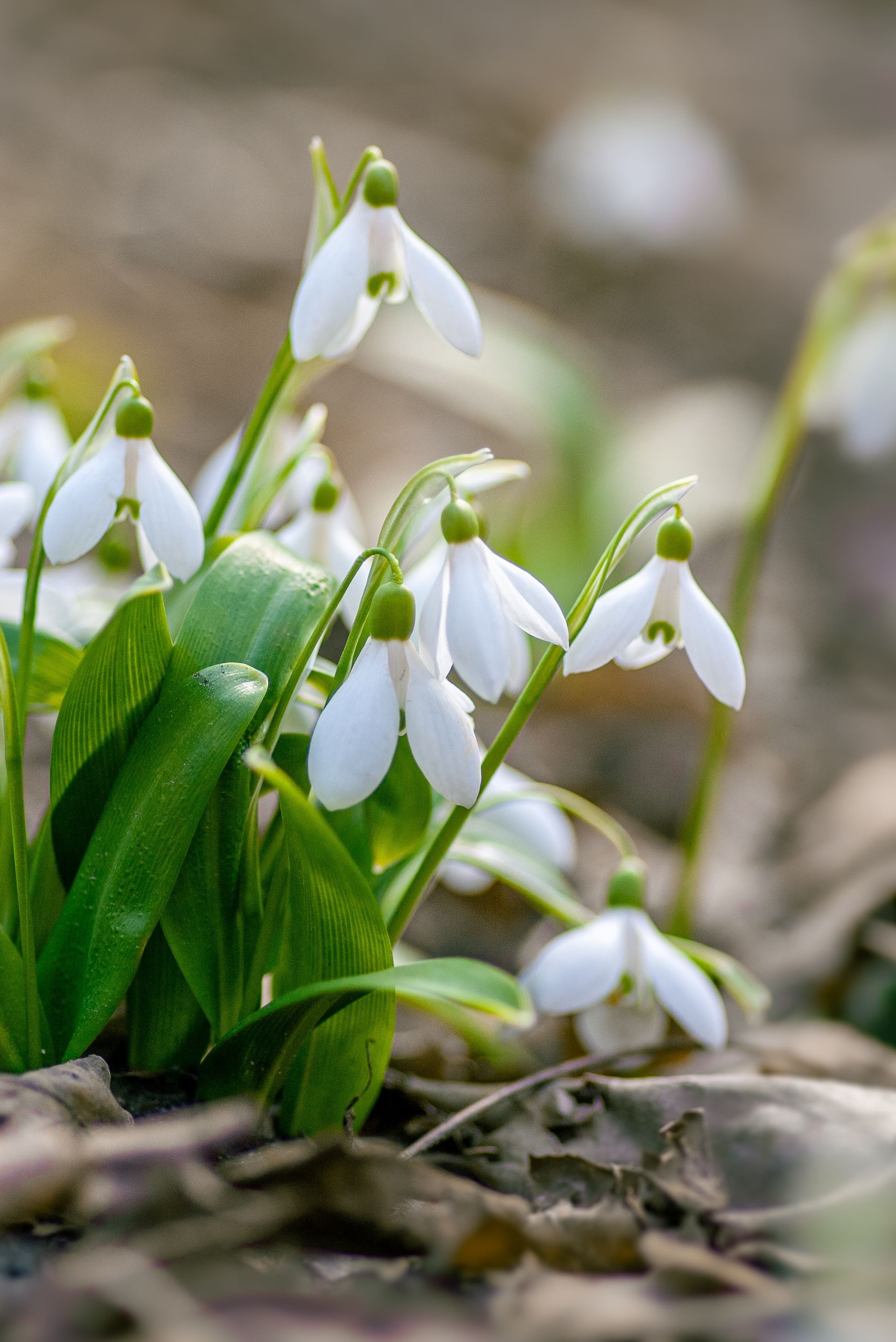 Photograph of wild flowers 